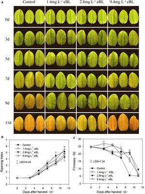 Exogenous 2,4-Epibrassinolide Treatment Maintains the Quality of Carambola Fruit Associated With Enhanced Antioxidant Capacity and Alternative Respiratory Metabolism